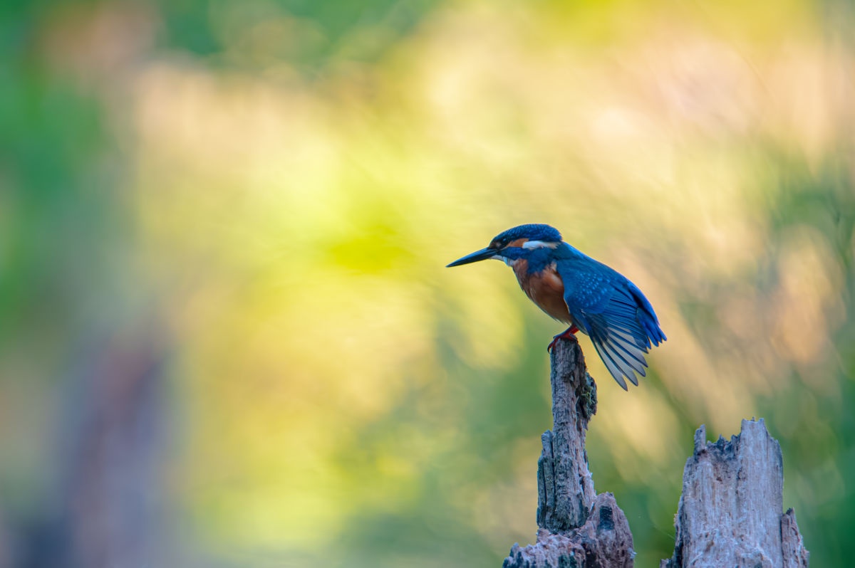 Schneider-Kiss Alexandra