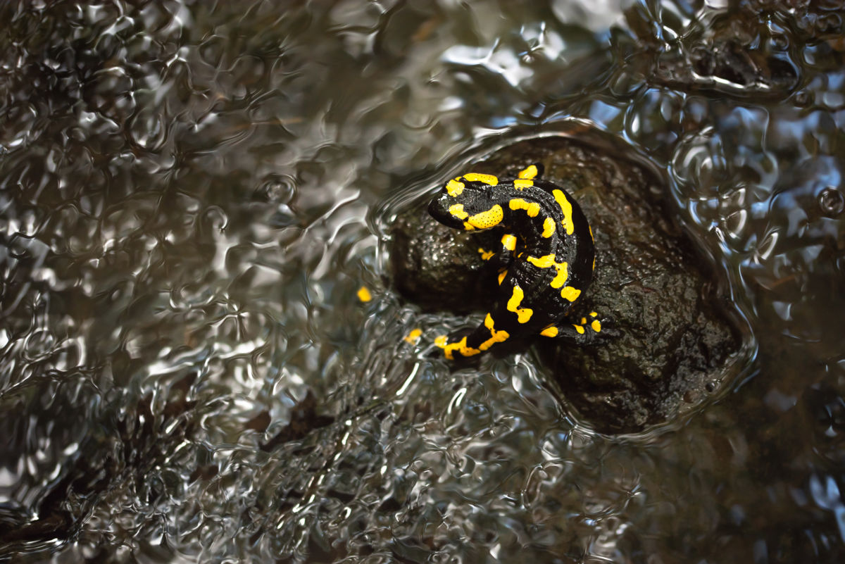 Darányiné Bakos Éva