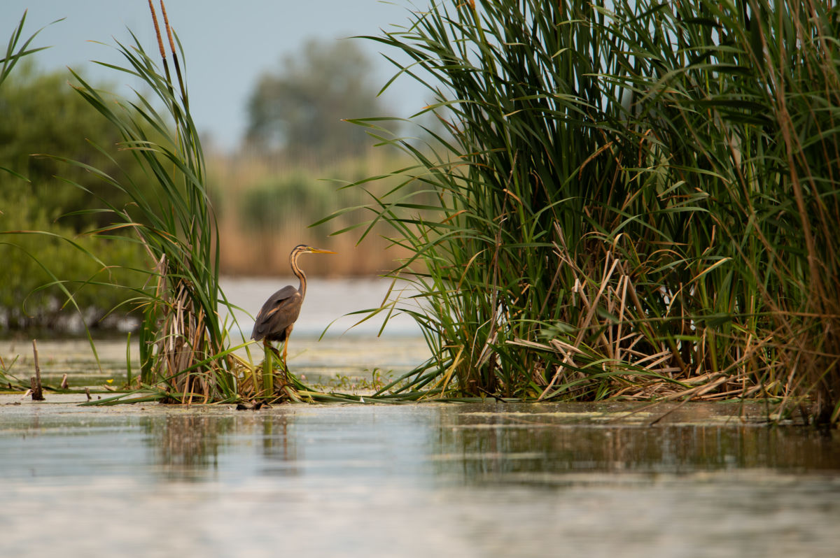Schneider-Kiss Alexandra