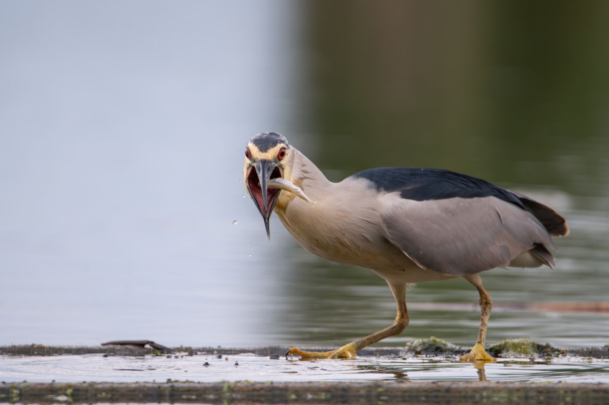 Schneider-Kiss Alexandra