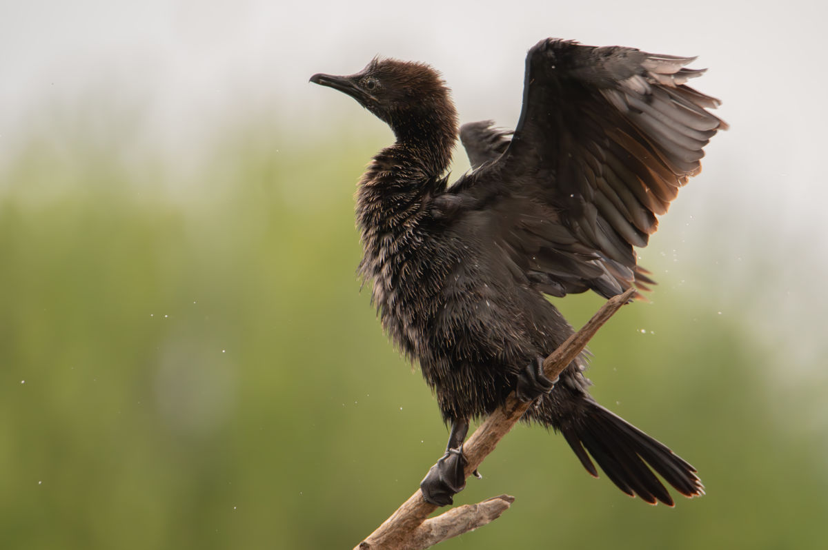 Schneider-Kiss Alexandra