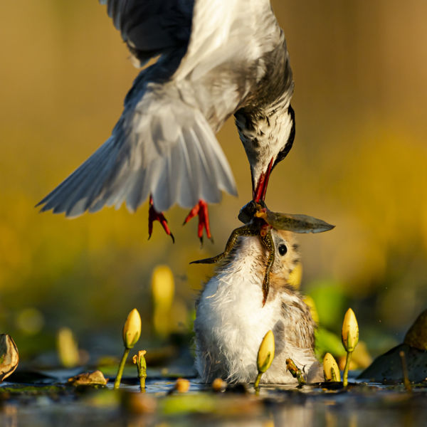 Az élet körforgása