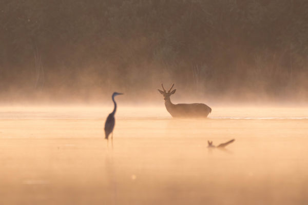 Hajnali találkozás