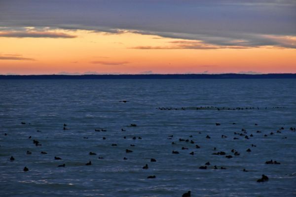 Szárcsák a Balatonon