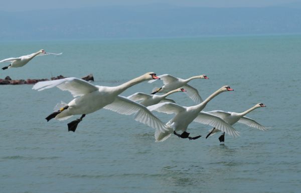 Hattyúraj Siófoknál