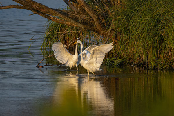 Tánc az első fényben