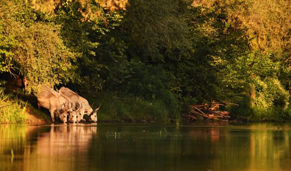 A természet békéje