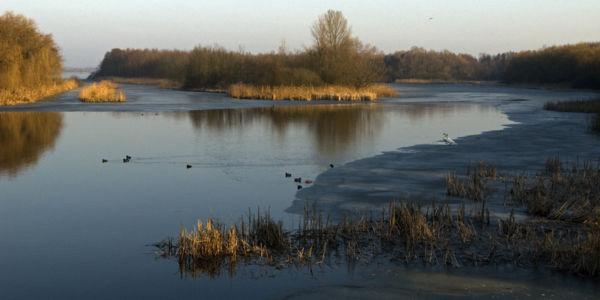 Kis-Balaton télen