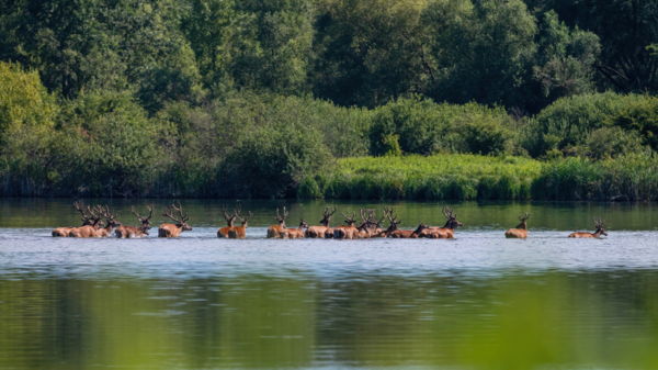Hűsölő gímszarvasok
