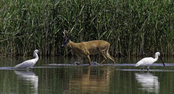 Kétirányú forgalom