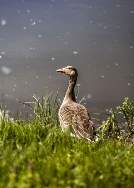 Nyári lúd nyári hóesésben
