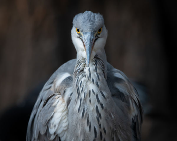 Szürke gém portré