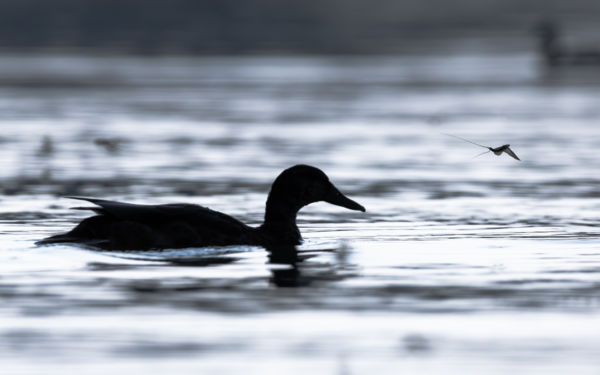 Kérészélet felezés