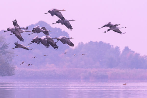 Hajnal a Hortobágyon