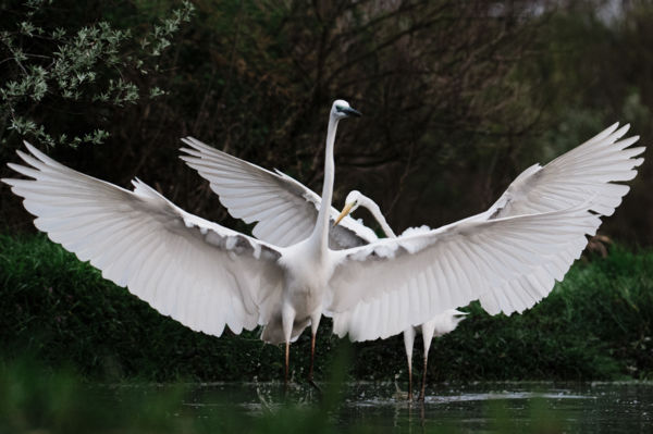 Szárnyak fesztávolsága