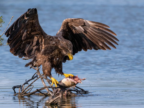 A rétisas uzsonnája.