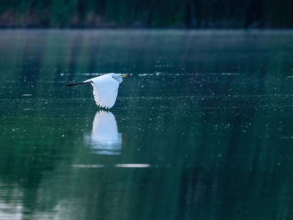 Nagykócsag a Kis-balatonon