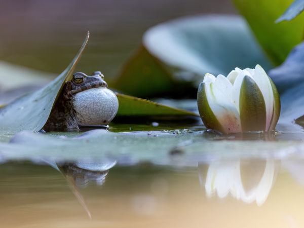 A szépség és a szornyeteg