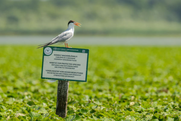 Belépés csak madaraknak!