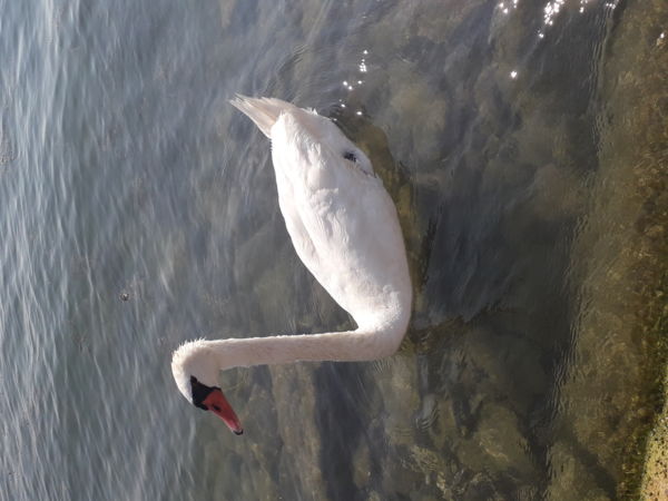 Balaton  és  a szép hattyú 