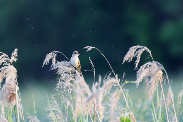 Dalol már a nádirigó