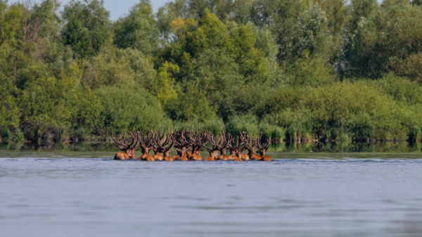 A hűsítő Kis-balaton