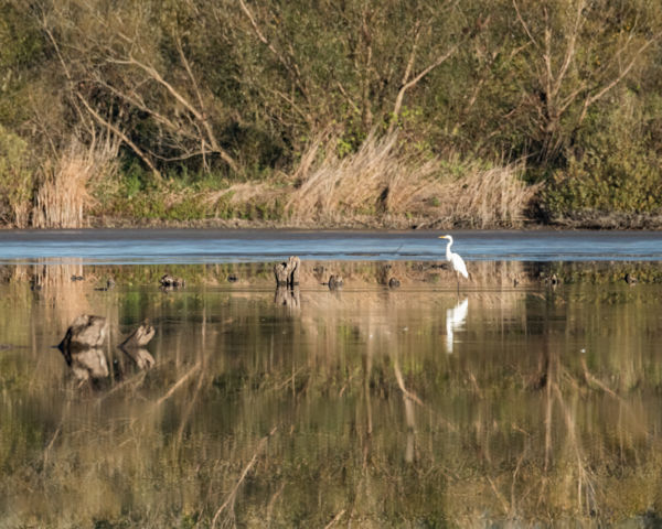Gyökereket és szárnyakat
