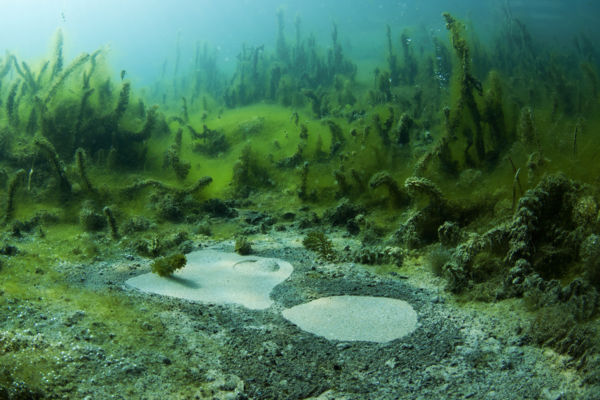  Grófi-forrás részlet