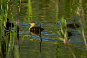 Legféltettebb kiskacsánk