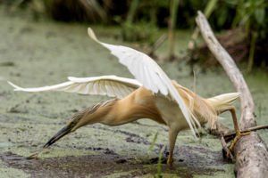 Ott a reggelim! Ott a reggelim!