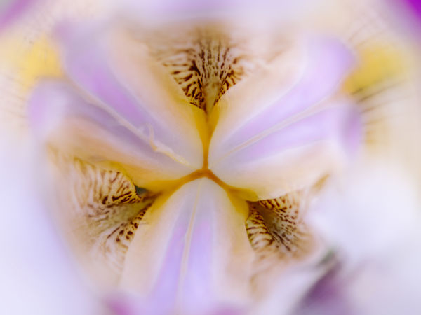 Liliom