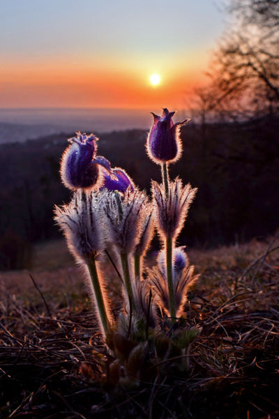 Harmatos leánykák napkeltekor.