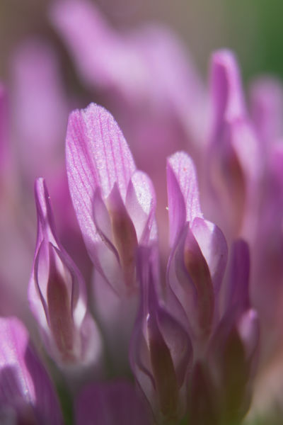 A lemenő nap fénye