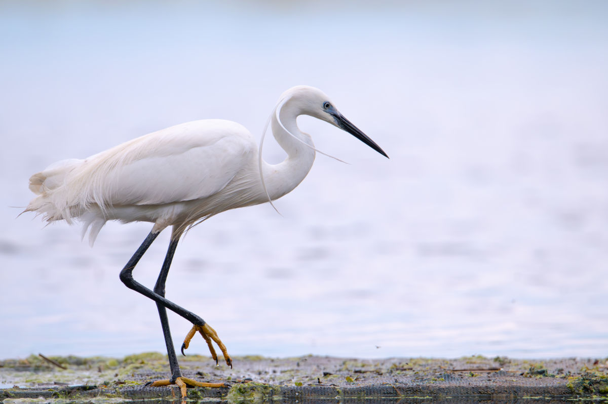 Schneider-Kiss Alexandra