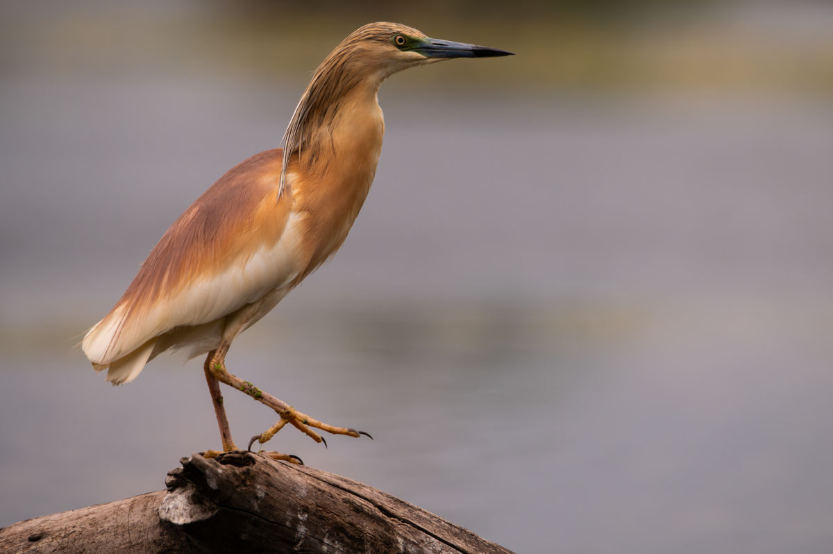 Schneider-Kiss Alexandra