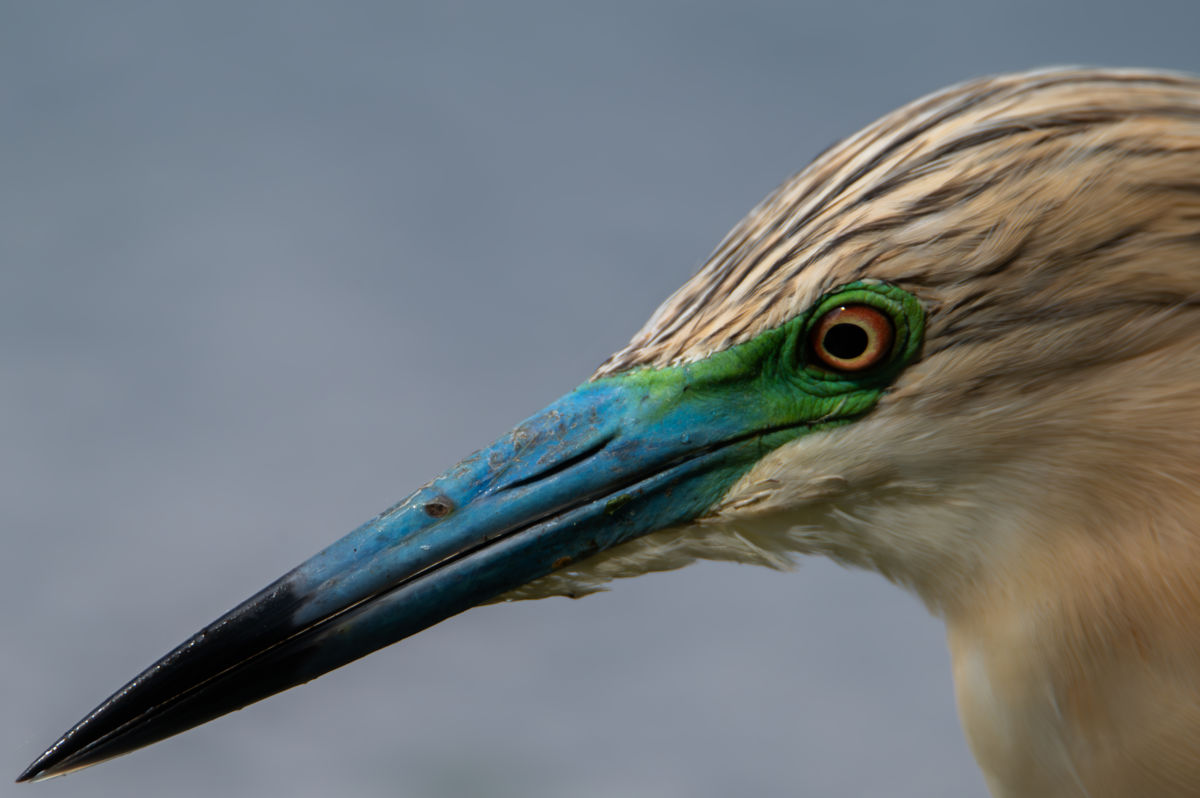 Schneider-Kiss Alexandra