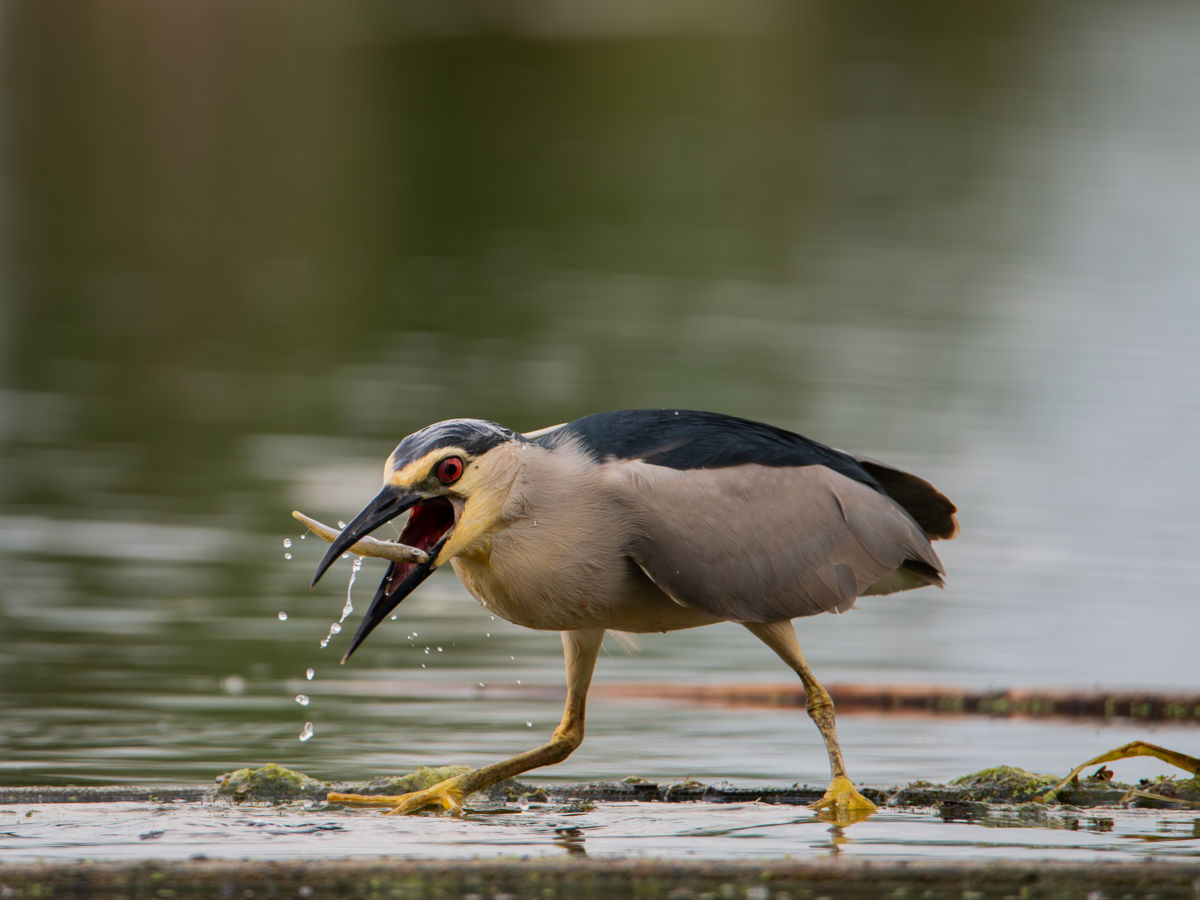 Schneider-Kiss Alexandra