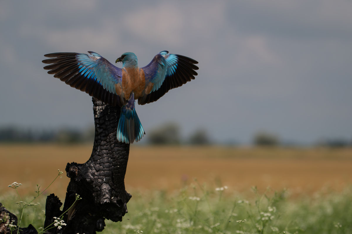 Schneider-Kiss Alexandra