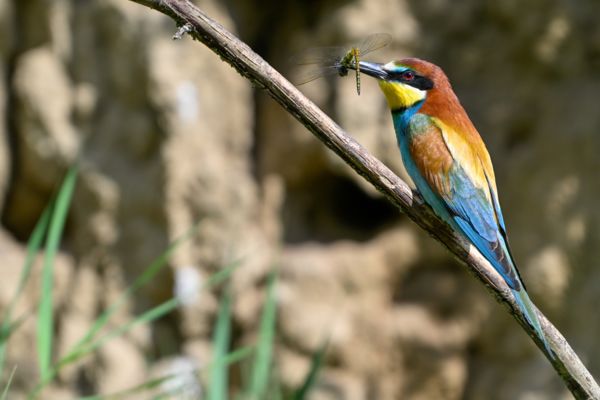 Egy derékba tört karrier