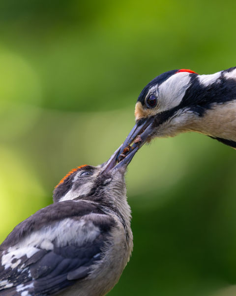 Szülői gondoskodás