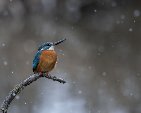 Hull a hó és hózik a jégmadár is fázik