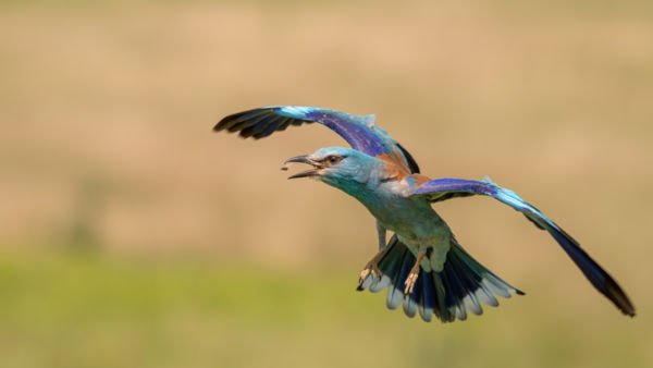 A legyet is ( szárnyashangya) röptében....