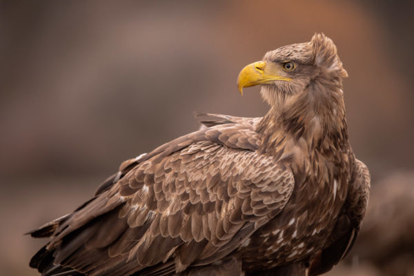 Felborzolt kedélyek