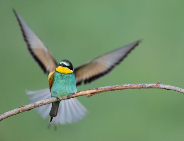 Illúzió és Valóság: A Rejtett Páros