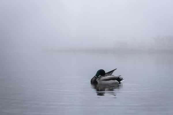 Téli tollászkodás