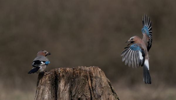 Vetélytárs érkezik