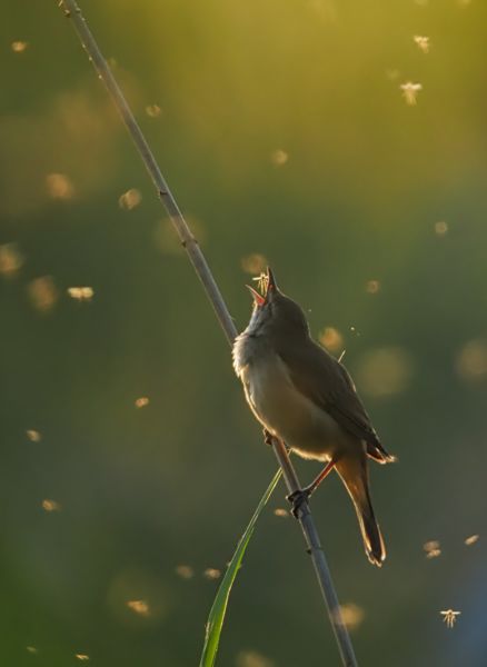 Utolsó szárnycsapás