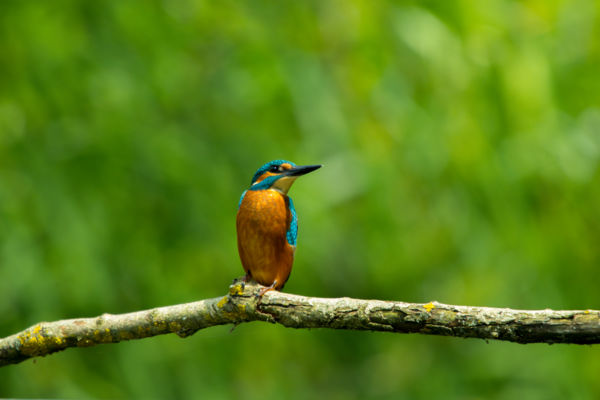 Kis-balatoni ékszer