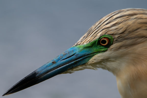 Ezerszínű üstökös