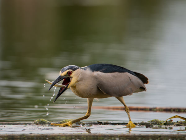 A bakcsó vacsorája
